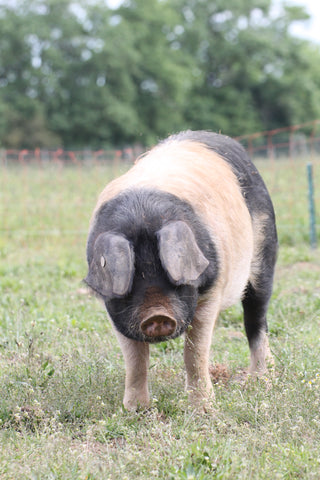 unsere-schweine/schwein-423