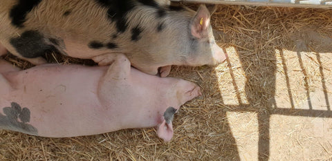 unsere-schweine/schwein-427-und-428