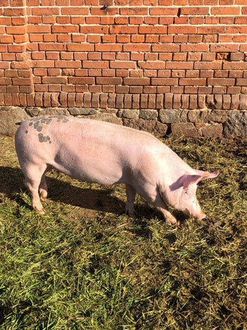unsere-schweine/schwein-662-664