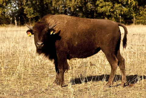 Bio Brisket Paket vom Bison