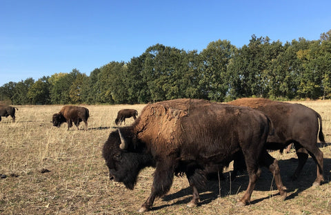 Bio Überraschungspaket vom Bison