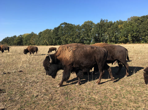 Bio Probierpaket vom Bison