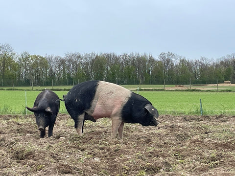 unsere-schweine/schwein-643-644