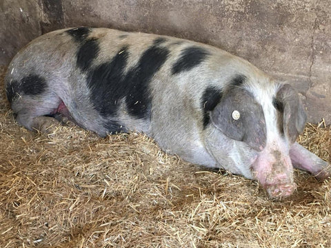 unsere-schweine/schwein-519-521