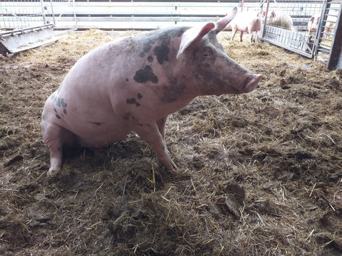 unsere-schweine/schwein-525