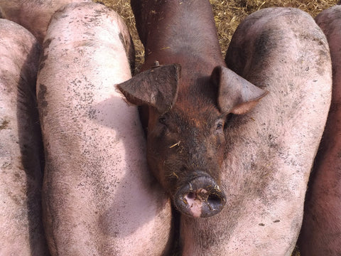 unsere-schweine/schwein-530-532