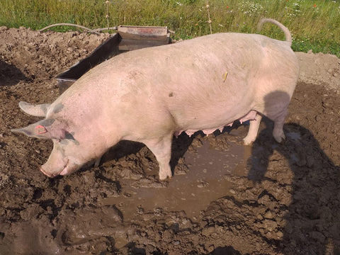 unsere-schweine/schwein-533