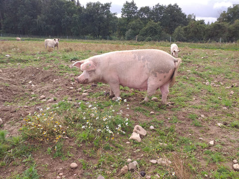 unsere-schweine/schwein-544