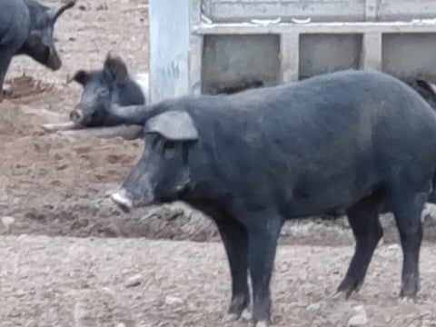 unsere-schweine/schwein-607-609