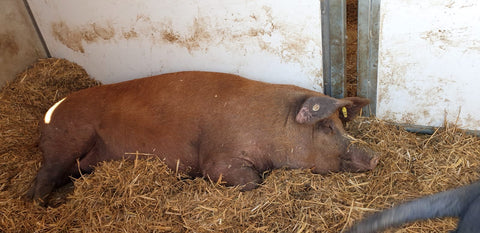 unsere-schweine/schwein-611-612