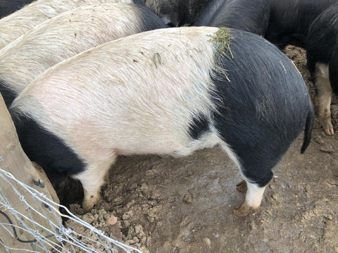 unsere-schweine/schwein-622