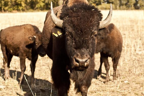 Bio Rouladen & Gulasch vom Bison